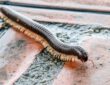 Millipede